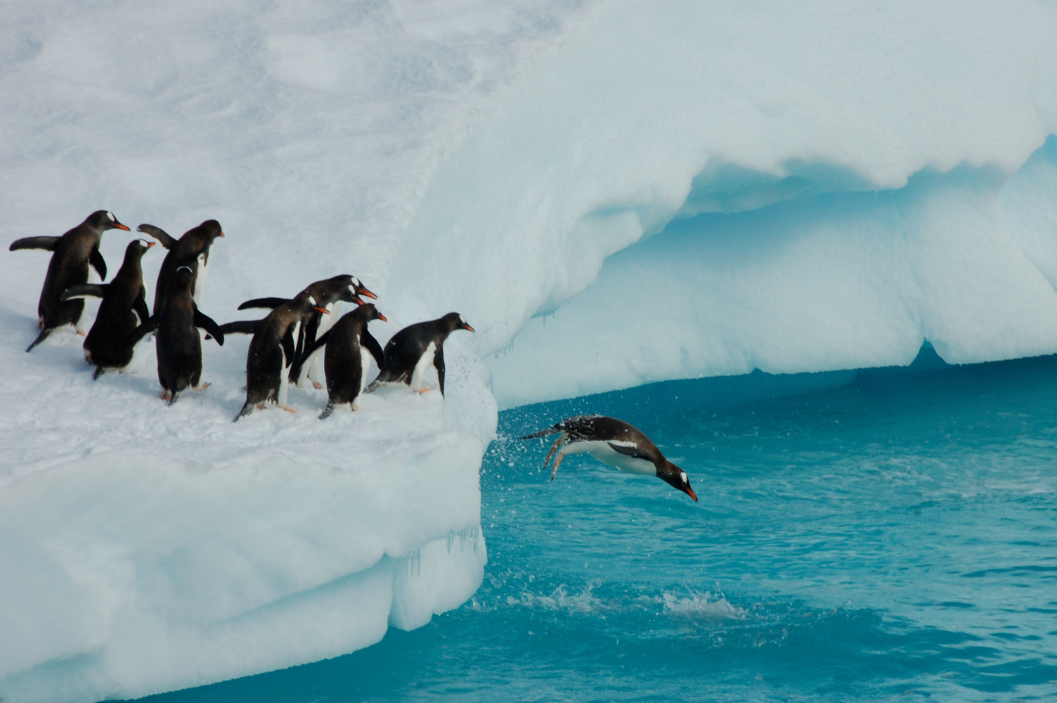 Penguin diving off iceberg